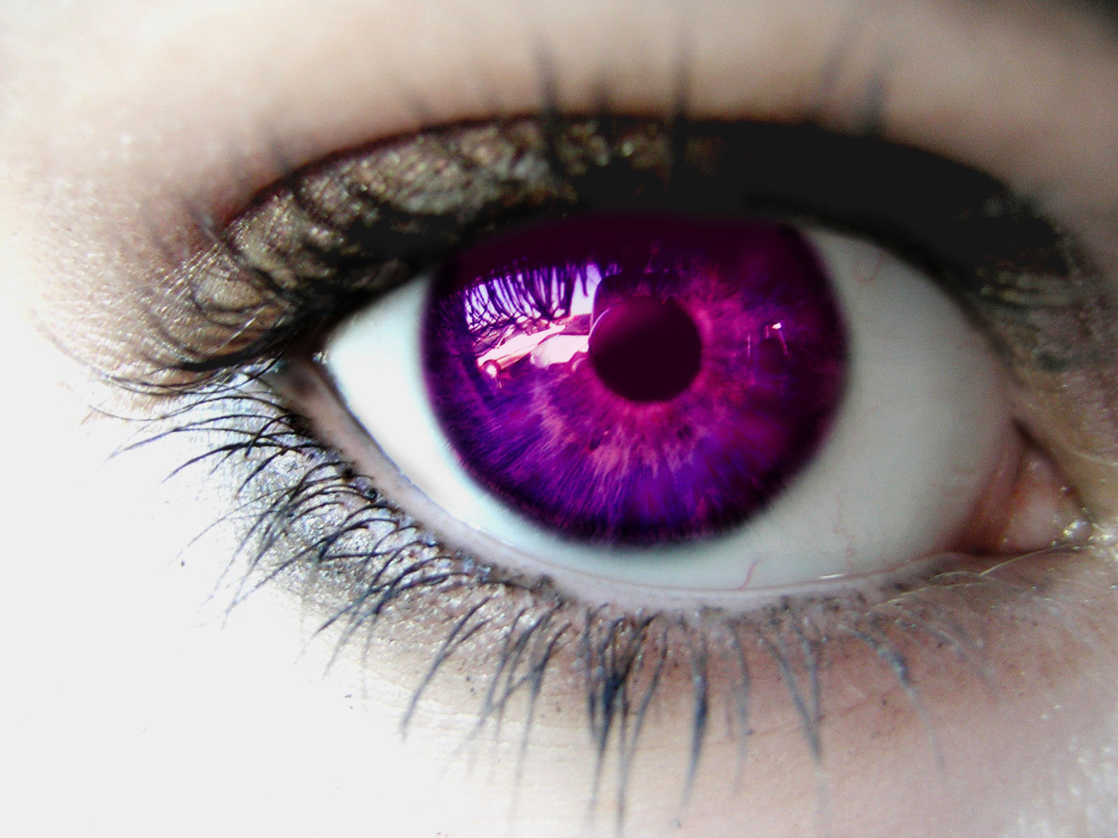 Цвета глаз в природе. Фиолетовые глаза. Фиолетовый цвет глаз. Красивые глаза. Красивые линзы.